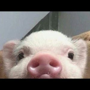 Meet your Posher, Edna